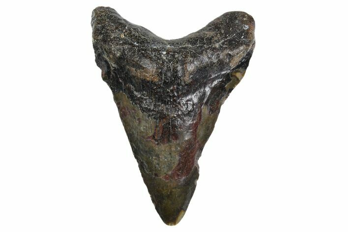 Juvenile Megalodon Tooth - North Carolina #347129